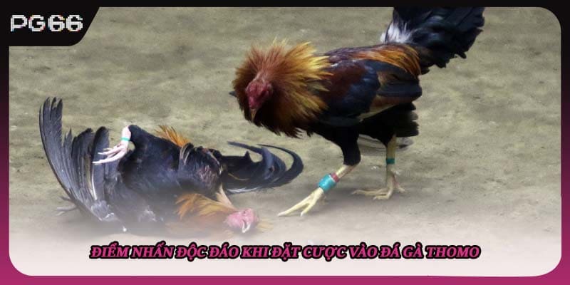 Điểm nhấn độc đáo khi đặt cược vào đá gà thomo